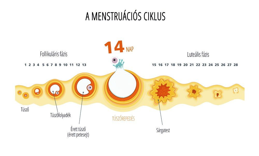 menstruacios ciklus small